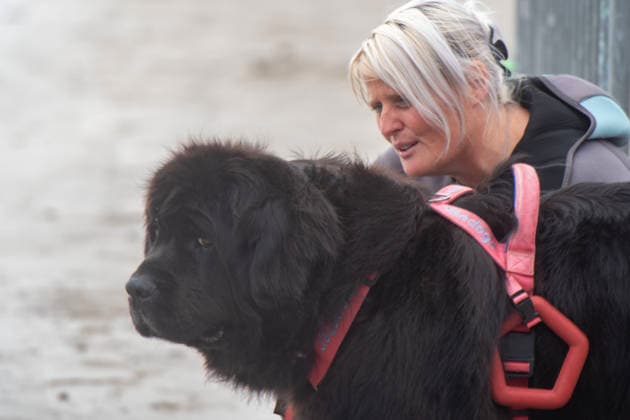 French Rescue Dog Championship Marc ROLLMANN MAXPPP September 20, 2026 In Bréhec, in the Côtes d’Armor, the Chiens d’eau du Goëlo are hosting the French Water Rescue Championship. Fifteen dog-handler teams, having qualified for the finals, are competing in three obedience and rescue events, both on land and at sea. Ship towing, retrieving a drowning victim from the waves, and battling the current put the dog’s strength, obedience, and—above all—the bond between dog and handler to the test. Facing the elements, they are all driven by the same motivation: to save lives and serve others. Bréhec, France, September 20, 2026. In Bréhec, Côtes d’Armor, the Goëlo Water Dogs are hosting the French Water Rescue Championship. Fifteen dog-handler team  Copyright: xMAXPPPxMarcxROLLMANNx MRL202609202367 MRL202609202366