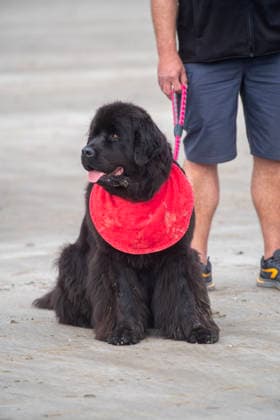 French Rescue Dog Championship Marc ROLLMANN MAXPPP September 20, 2026 In Bréhec, in the Côtes d’Armor, the Chiens d’eau du Goëlo are hosting the French Water Rescue Championship. Fifteen dog-handler teams, having qualified for the finals, are competing in three obedience and rescue events, both on land and at sea. Ship towing, retrieving a drowning victim from the waves, and battling the current put the dog’s strength, obedience, and—above all—the bond between dog and handler to the test. Facing the elements, they are all driven by the same motivation: to save lives and serve others. Bréhec, France, September 20, 2026. In Bréhec, Côtes d’Armor, the Goëlo Water Dogs are hosting the French Water Rescue Championship. Fifteen dog-handler team  Copyright: xMAXPPPxMarcxROLLMANNx MRL202609202367 MRL202609202377