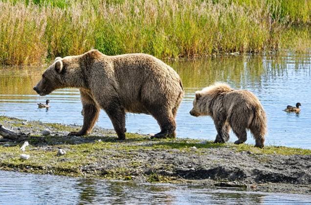 The heavyweight contenders for Alaska national park’s Fat Bear Week 2026 champion crown These are the heavyweight contenders to be named Fat Bear Week 2026 champion at an Alaska national park., , Wildlife lovers are now voting for the bears they think have most successfully piled on weight for their winter hibernation in Katmai National Park’s beloved annual contest., , Fans are invited to crown the year’s champion Fat Bear by studying before-and-after photos of the bears taken about months apart and reading their backstories, then voting for their favourites in a single elimination tournament-style bracket., , This year’s chunky contenders who have spent the summer feasting on salmon at Katmai’s Brooks River include 2025 Fat Bear Week defe  Copyright: xThexMegaxAgencyxNationalxParkxService Megax