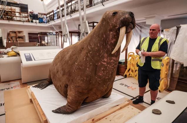 Taxidermy Walrus at Horniman Museum 22.09.2026. Conservators and staff at the Horniman Museum and Gardens in south London winch the museum’s famous ‘overstuffed’ taxidermy Walrus into position in the centre of the natural history gallery in preparation for the gallery’s reopening in early 2027. The Walrus is a highlight of the museum and has been part of the museum’s collection since 1901.  Copyright: xRichardxPohlex NINTCHDBPICT001110278580