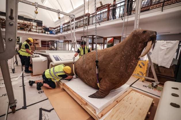 Taxidermy Walrus at Horniman Museum 22.09.2026. Conservators and staff at the Horniman Museum and Gardens in south London winch the museum’s famous ‘overstuffed’ taxidermy Walrus into position in the centre of the natural history gallery in preparation for the gallery’s reopening in early 2027. The Walrus is a highlight of the museum and has been part of the museum’s collection since 1901.  Copyright: xRichardxPohlex NINTCHDBPICT001110278582