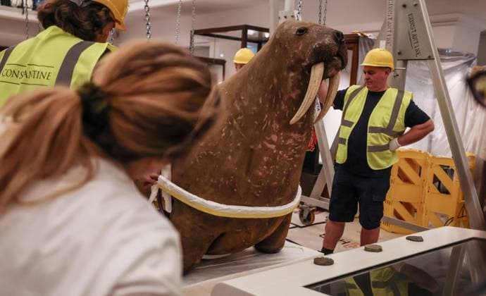 Taxidermy Walrus at Horniman Museum 22.09.2026. Conservators and staff at the Horniman Museum and Gardens in south London winch the museum’s famous ‘overstuffed’ taxidermy Walrus into position in the centre of the natural history gallery in preparation for the gallery’s reopening in early 2027. The Walrus is a highlight of the museum and has been part of the museum’s collection since 1901.  Copyright: xRichardxPohlex NINTCHDBPICT001110278595