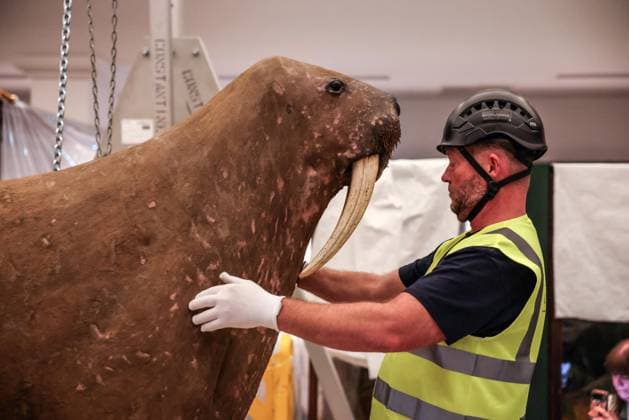 Taxidermy Walrus at Horniman Museum 22.09.2026. Conservators and staff at the Horniman Museum and Gardens in south London winch the museum’s famous ‘overstuffed’ taxidermy Walrus into position in the centre of the natural history gallery in preparation for the gallery’s reopening in early 2027. The Walrus is a highlight of the museum and has been part of the museum’s collection since 1901.  Copyright: xRichardxPohlex NINTCHDBPICT001110278641