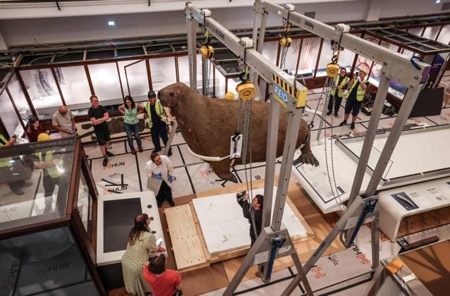 Taxidermy Walrus at Horniman Museum 22.09.2026. Conservators and staff at the Horniman Museum and Gardens in south London winch the museum’s famous ‘overstuffed’ taxidermy Walrus into position in the centre of the natural history gallery in preparation for the gallery’s reopening in early 2027. The Walrus is a highlight of the museum and has been part of the museum’s collection since 1901.  Copyright: xRichardxPohlex NINTCHDBPICT001110278704