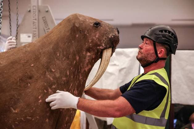 Taxidermy Walrus at Horniman Museum 22.09.2026. Conservators and staff at the Horniman Museum and Gardens in south London winch the museum’s famous ‘overstuffed’ taxidermy Walrus into position in the centre of the natural history gallery in preparation for the gallery’s reopening in early 2027. The Walrus is a highlight of the museum and has been part of the museum’s collection since 1901.  Copyright: xRichardxPohlex NINTCHDBPICT001110278591