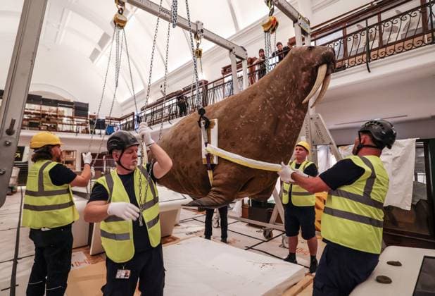 Taxidermy Walrus at Horniman Museum 22.09.2026. Conservators and staff at the Horniman Museum and Gardens in south London winch the museum’s famous ‘overstuffed’ taxidermy Walrus into position in the centre of the natural history gallery in preparation for the gallery’s reopening in early 2027. The Walrus is a highlight of the museum and has been part of the museum’s collection since 1901.  Copyright: xRichardxPohlex NINTCHDBPICT001110278752