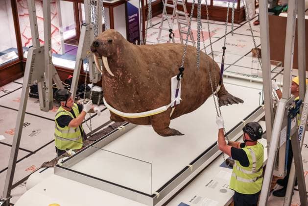 Taxidermy Walrus at Horniman Museum 22.09.2026. Conservators and staff at the Horniman Museum and Gardens in south London winch the museum’s famous ‘overstuffed’ taxidermy Walrus into position in the centre of the natural history gallery in preparation for the gallery’s reopening in early 2027. The Walrus is a highlight of the museum and has been part of the museum’s collection since 1901.  Copyright: xRichardxPohlex NINTCHDBPICT001110278439