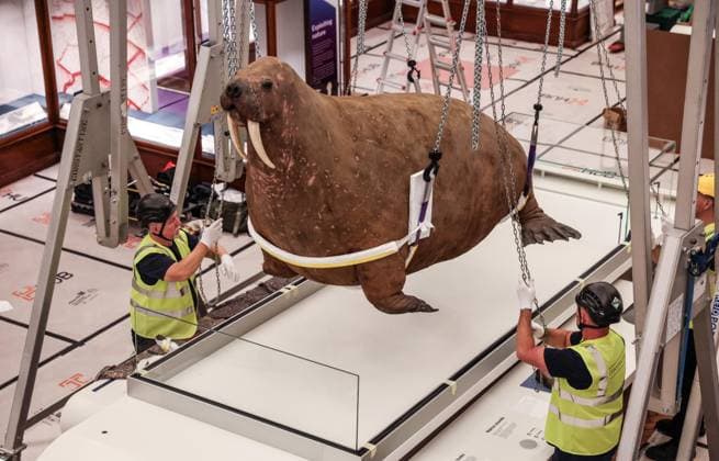 Taxidermy Walrus at Horniman Museum 22.09.2026. Conservators and staff at the Horniman Museum and Gardens in south London winch the museum’s famous ‘overstuffed’ taxidermy Walrus into position in the centre of the natural history gallery in preparation for the gallery’s reopening in early 2027. The Walrus is a highlight of the museum and has been part of the museum’s collection since 1901.  Copyright: xRichardxPohlex NINTCHDBPICT001110278576