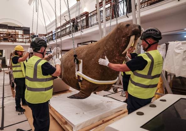 Taxidermy Walrus at Horniman Museum 22.09.2026. Conservators and staff at the Horniman Museum and Gardens in south London winch the museum’s famous ‘overstuffed’ taxidermy Walrus into position in the centre of the natural history gallery in preparation for the gallery’s reopening in early 2027. The Walrus is a highlight of the museum and has been part of the museum’s collection since 1901.  Copyright: xRichardxPohlex NINTCHDBPICT001110278812