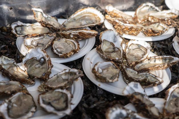 September 26, 2026, Turin, To, Italy: An oyster stand at the Terra Madre event, the tasting event organized by Slow Food in the city center. Turin, September 26, 2026 Turin Italy  - ZUMAa289 20260926_zia_a289_188 Copyright: xSelenexDanielex xAgfx