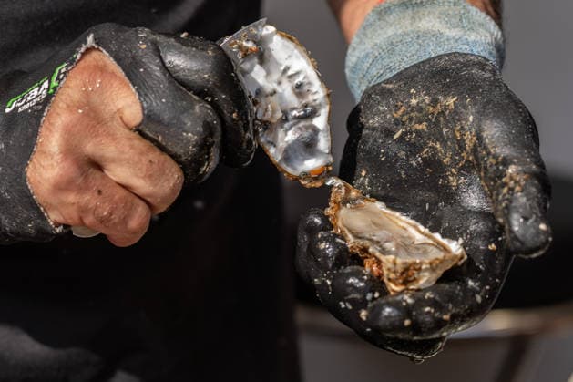 September 26, 2026, Turin, To, Italy: An oyster stand at the Terra Madre event, the tasting event organized by Slow Food in the city center. Turin, September 26, 2026 Turin Italy  - ZUMAa289 20260926_zia_a289_189 Copyright: xSelenexDanielex xAgfx