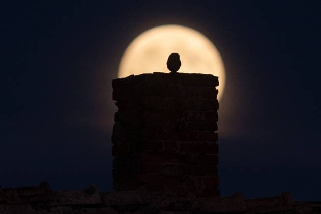 Full harvest Moon rises above the Slovak-Ukrainian border CIERNA, SLOVAKIA - SEPTEMBER 26: The full Harvest Moon rises above the Slovak-Ukrainian border as an owl sits on a chimney in Cierna, Slovakia, on September 26, 2026. The orange-hued Moon, with its prominent craters and dark lunar plains visible, appears above the village as evening falls. Known as the Harvest Moon, September’s full moon is traditionally associated with the full moon closest to the autumnal equinox and historically provided farmers with additional light for working in the fields after sunset. Robert Nemeti Anadolu Cierna Slovakia. Editorial use only. Please get in touch for any other usage.  Copyright: x2026xAnadoluxRobertxNemetix
