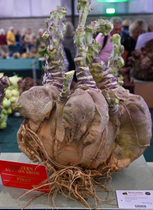 Malvern Autumn Show 2026, Malvern Show Ground , Malvern,. Gloucestershire, UK. Giant vegetables on display at the Malvern Autumn Show 2026 Malvern Show Ground, Malvern, . Gloucestershire, UK., Credit:Jules Annan Avalon England  Copyright: xJulesxAnnanx xAvalonx 1138424297