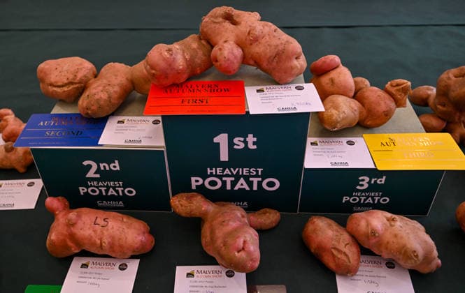 Malvern Autumn Show 2026, Malvern Show Ground , Malvern,. Gloucestershire, UK. Giant vegetables on display at the Malvern Autumn Show 2026 Malvern Show Ground, Malvern, . Gloucestershire, UK., Credit:Jules Annan Avalon England  Copyright: xJulesxAnnanx xAvalonx 1138424314