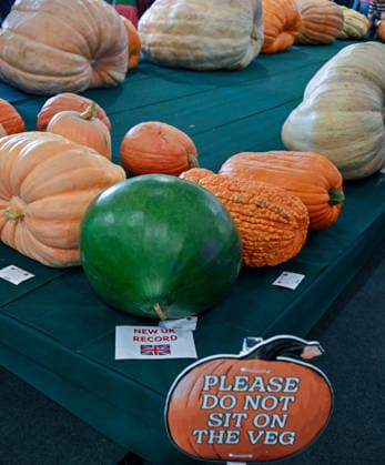 Malvern Autumn Show 2026, Malvern Show Ground , Malvern,. Gloucestershire, UK. Giant vegetables on display at the Malvern Autumn Show 2026 Malvern Show Ground, Malvern, . Gloucestershire, UK., Credit:Jules Annan Avalon England  Copyright: xJulesxAnnanx xAvalonx 1138424454