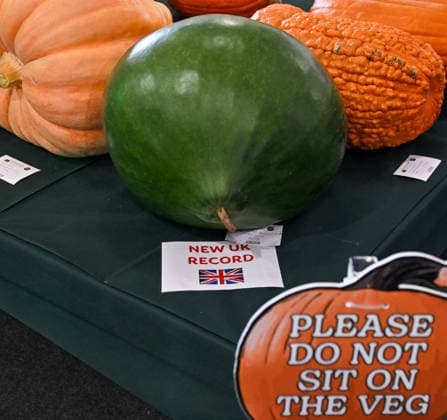 Malvern Autumn Show 2026, Malvern Show Ground , Malvern,. Gloucestershire, UK. Giant vegetables on display at the Malvern Autumn Show 2026 Malvern Show Ground, Malvern, . Gloucestershire, UK., Credit:Jules Annan Avalon England  Copyright: xJulesxAnnanx xAvalonx 1138424472