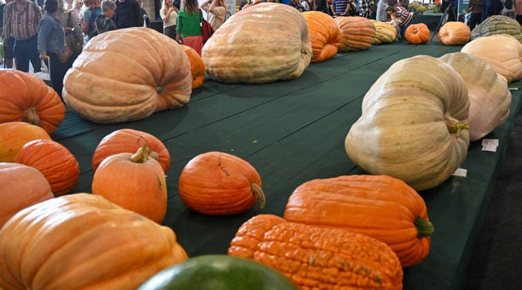 Malvern Autumn Show 2026, Malvern Show Ground , Malvern,. Gloucestershire, UK. Giant vegetables on display at the Malvern Autumn Show 2026 Malvern Show Ground, Malvern, . Gloucestershire, UK., Credit:Jules Annan Avalon England  Copyright: xJulesxAnnanx xAvalonx 1138424499