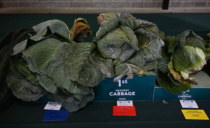 Malvern Autumn Show 2026, Malvern Show Ground , Malvern,. Gloucestershire, UK. Giant vegetables on display at the Malvern Autumn Show 2026 Malvern Show Ground, Malvern, . Gloucestershire, UK., Credit:Jules Annan Avalon England  Copyright: xJulesxAnnanx xAvalonx 1138424619