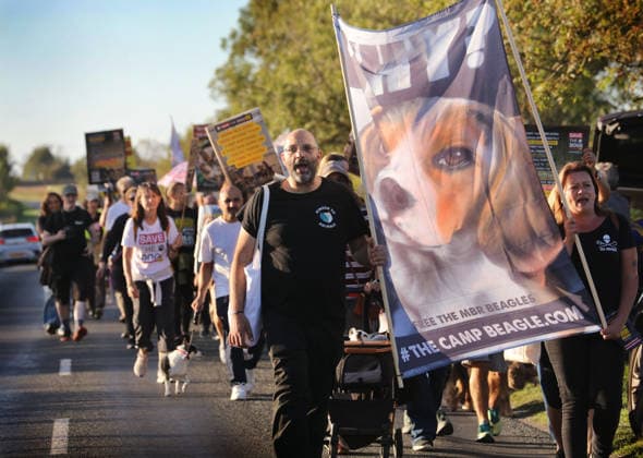 September 26, 2026, Huntingdon, United Kingdom: Animal activists march from Huntingdon station with placards and banners during the protest. Save The Dogs UK march to end animal testing culminating in a rally at MBR Acres in Huntingdon. The facility produces beagle puppies for the vivisection industry. The march to MBR Acres was held at the same time as a two-week march by animal activists in the USA arrived at Marshall BioResources in New York. Both sets of activists claim ™Two Countries, Two Marches. One Shared Message™ The protesters insist both Marshall BioResourses and MBR Acres are closed and demand a future beyond animal testing. Huntingdon United Kingdom - ZUMAs197 20260926_aaa_s197_453 Copyright: xMartinxPopex