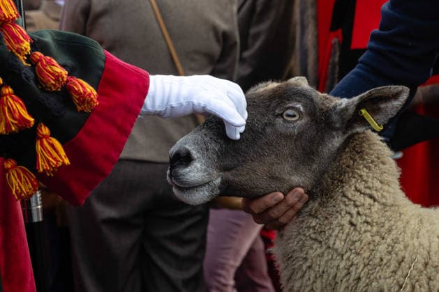 Woolmens Sheep Drive and Livery Fair 2026 on Southwark Bridge, London, UK 27 September 2026 Gloria Hunniford OBE leads the Woolmens Sheep Drive across Southwark Bridge, London, UK, on 27 September 2026. The broadcaster, who became a Freeman of the City of London earlier this year, led the annual drive to mark 80 years in entertainment, joined by Master Woolman David Hopkins, Lady Mayor Dame Susan Langley and Sheriffs of the City of London in aid of the Woolmen s Charity and the Lord Mayor s Appeal., Credit:PETE SPELLER Avalon  Copyright: xPETExSPELLERx xAvalonx 1138620868