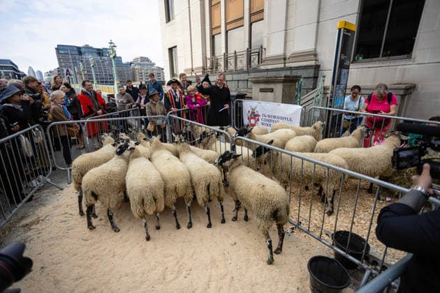 Woolmens Sheep Drive and Livery Fair 2026 on Southwark Bridge, London, UK 27 September 2026 Gloria Hunniford OBE leads the Woolmens Sheep Drive across Southwark Bridge, London, UK, on 27 September 2026. The broadcaster, who became a Freeman of the City of London earlier this year, led the annual drive to mark 80 years in entertainment, joined by Master Woolman David Hopkins, Lady Mayor Dame Susan Langley and Sheriffs of the City of London in aid of the Woolmen s Charity and the Lord Mayor s Appeal., Credit:PETE SPELLER Avalon  Copyright: xPETExSPELLERx xAvalonx 1138620873