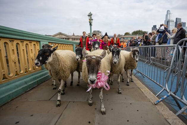 Woolmens Sheep Drive and Livery Fair 2026 on Southwark Bridge, London, UK 27 September 2026 Gloria Hunniford OBE leads the Woolmens Sheep Drive across Southwark Bridge, London, UK, on 27 September 2026. The broadcaster, who became a Freeman of the City of London earlier this year, led the annual drive to mark 80 years in entertainment, joined by Master Woolman David Hopkins, Lady Mayor Dame Susan Langley and Sheriffs of the City of London in aid of the Woolmen s Charity and the Lord Mayor s Appeal., Credit:PETE SPELLER Avalon  Copyright: xPETExSPELLERx xAvalonx 1138620896