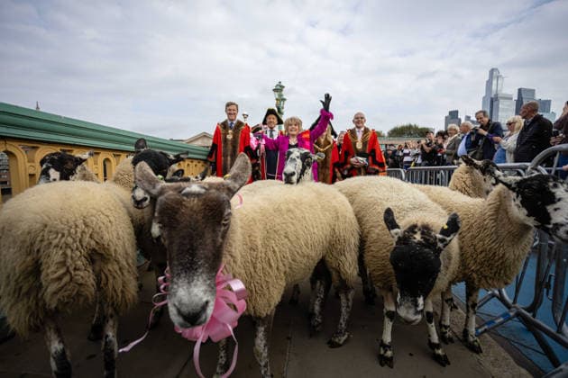 Woolmens Sheep Drive and Livery Fair 2026 on Southwark Bridge, London, UK 27 September 2026 Gloria Hunniford OBE leads the Woolmens Sheep Drive across Southwark Bridge, London, UK, on 27 September 2026. The broadcaster, who became a Freeman of the City of London earlier this year, led the annual drive to mark 80 years in entertainment, joined by Master Woolman David Hopkins, Lady Mayor Dame Susan Langley and Sheriffs of the City of London in aid of the Woolmen s Charity and the Lord Mayor s Appeal., Credit:PETE SPELLER Avalon  Copyright: xPETExSPELLERx xAvalonx 1138620903