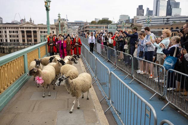 Woolmens Sheep Drive and Livery Fair 2026 on Southwark Bridge, London, UK 27 September 2026 Gloria Hunniford OBE leads the Woolmens Sheep Drive across Southwark Bridge, London, UK, on 27 September 2026. The broadcaster, who became a Freeman of the City of London earlier this year, led the annual drive to mark 80 years in entertainment, joined by Master Woolman David Hopkins, Lady Mayor Dame Susan Langley and Sheriffs of the City of London in aid of the Woolmen s Charity and the Lord Mayor s Appeal., Credit:PETE SPELLER Avalon  Copyright: xPETExSPELLERx xAvalonx 1138620938