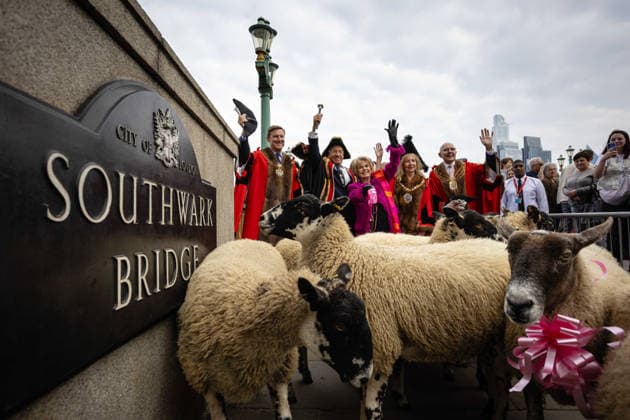 Woolmens Sheep Drive and Livery Fair 2026 on Southwark Bridge, London, UK 27 September 2026 Gloria Hunniford OBE leads the Woolmens Sheep Drive across Southwark Bridge, London, UK, on 27 September 2026. The broadcaster, who became a Freeman of the City of London earlier this year, led the annual drive to mark 80 years in entertainment, joined by Master Woolman David Hopkins, Lady Mayor Dame Susan Langley and Sheriffs of the City of London in aid of the Woolmen s Charity and the Lord Mayor s Appeal., Credit:PETE SPELLER Avalon  Copyright: xPETExSPELLERx xAvalonx 1138620947