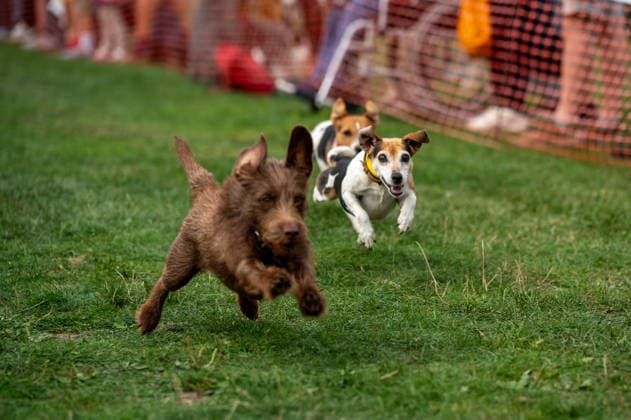 Terrier Derby at Epsom Racecourse in Surrey - 27 Sep 2026 Terriers seen competing in the 2026 Terrier Derby held at Epsom Racecourse in Surrey. Terriers competed in the annual Terrier Derby held at Epsom Racecourse, Surrey, an event first held in 2003 as a side attraction to Epsom Trainers Day. More than 70 dogs took part in heats, quarter-finals and semi-finals before the grand finale, chasing a mechanically towed lure along a racetrack. The event was inspired by Jack Russell terrier Smudge and raises money for charity, with spectators also attending a dog show, raffle, trade stalls and other attractions. Epsom United Kingdom Copyright: xJamesxWilloughbyx xSOPAxImagesx JWILLOUGHBY_3530