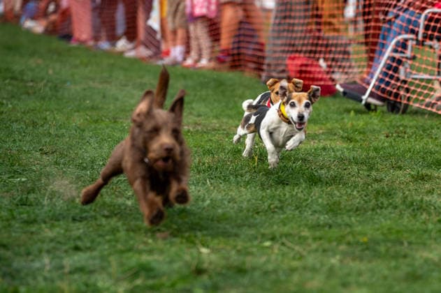 Terrier Derby at Epsom Racecourse in Surrey - 27 Sep 2026 Terriers seen competing in the 2026 Terrier Derby held at Epsom Racecourse in Surrey. Terriers competed in the annual Terrier Derby held at Epsom Racecourse, Surrey, an event first held in 2003 as a side attraction to Epsom Trainers Day. More than 70 dogs took part in heats, quarter-finals and semi-finals before the grand finale, chasing a mechanically towed lure along a racetrack. The event was inspired by Jack Russell terrier Smudge and raises money for charity, with spectators also attending a dog show, raffle, trade stalls and other attractions. Epsom United Kingdom Copyright: xJamesxWilloughbyx xSOPAxImagesx JWILLOUGHBY_3531