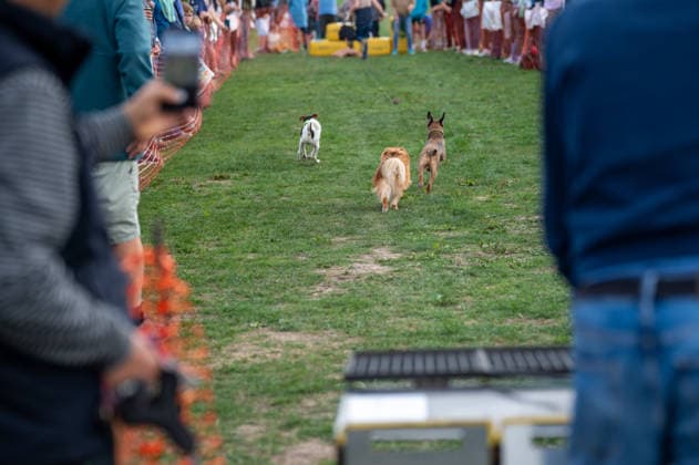Terrier Derby at Epsom Racecourse in Surrey - 27 Sep 2026 Terriers seen competing in the 2026 Terrier Derby held at Epsom Racecourse in Surrey. Terriers competed in the annual Terrier Derby held at Epsom Racecourse, Surrey, an event first held in 2003 as a side attraction to Epsom Trainers Day. More than 70 dogs took part in heats, quarter-finals and semi-finals before the grand finale, chasing a mechanically towed lure along a racetrack. The event was inspired by Jack Russell terrier Smudge and raises money for charity, with spectators also attending a dog show, raffle, trade stalls and other attractions. Epsom United Kingdom Copyright: xJamesxWilloughbyx xSOPAxImagesx JWILLOUGHBY_3532