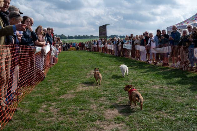 Terrier Derby at Epsom Racecourse in Surrey - 27 Sep 2026 Terriers seen competing in the 2026 Terrier Derby held at Epsom Racecourse in Surrey. Terriers competed in the annual Terrier Derby held at Epsom Racecourse, Surrey, an event first held in 2003 as a side attraction to Epsom Trainers Day. More than 70 dogs took part in heats, quarter-finals and semi-finals before the grand finale, chasing a mechanically towed lure along a racetrack. The event was inspired by Jack Russell terrier Smudge and raises money for charity, with spectators also attending a dog show, raffle, trade stalls and other attractions. Epsom United Kingdom Copyright: xJamesxWilloughbyx xSOPAxImagesx JWILLOUGHBY_3536