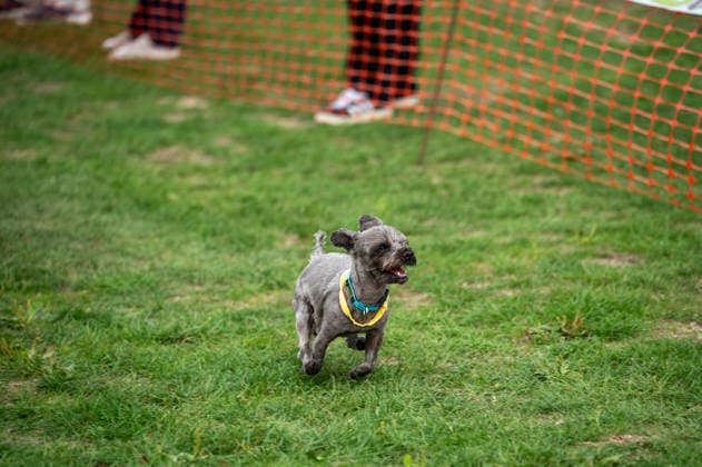 Terrier Derby at Epsom Racecourse in Surrey - 27 Sep 2026 A terrier seen competing in the 2026 Terrier Derby held at Epsom Racecourse in Surrey. Terriers competed in the annual Terrier Derby held at Epsom Racecourse, Surrey, an event first held in 2003 as a side attraction to Epsom Trainers Day. More than 70 dogs took part in heats, quarter-finals and semi-finals before the grand finale, chasing a mechanically towed lure along a racetrack. The event was inspired by Jack Russell terrier Smudge and raises money for charity, with spectators also attending a dog show, raffle, trade stalls and other attractions. Epsom United Kingdom Copyright: xJamesxWilloughbyx xSOPAxImagesx JWILLOUGHBY_3539