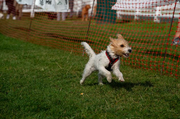 Terrier Derby at Epsom Racecourse in Surrey - 27 Sep 2026 A terrier seen competing in the 2026 Terrier Derby held at Epsom Racecourse in Surrey. Terriers competed in the annual Terrier Derby held at Epsom Racecourse, Surrey, an event first held in 2003 as a side attraction to Epsom Trainers Day. More than 70 dogs took part in heats, quarter-finals and semi-finals before the grand finale, chasing a mechanically towed lure along a racetrack. The event was inspired by Jack Russell terrier Smudge and raises money for charity, with spectators also attending a dog show, raffle, trade stalls and other attractions. Epsom United Kingdom Copyright: xJamesxWilloughbyx xSOPAxImagesx JWILLOUGHBY_3541