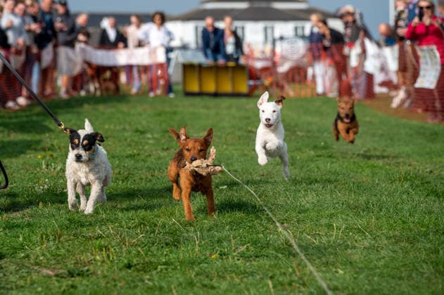 Terrier Derby at Epsom Racecourse in Surrey - 27 Sep 2026 Terriers seen competing in the 2026 Terrier Derby held at Epsom Racecourse in Surrey. Terriers competed in the annual Terrier Derby held at Epsom Racecourse, Surrey, an event first held in 2003 as a side attraction to Epsom Trainers Day. More than 70 dogs took part in heats, quarter-finals and semi-finals before the grand finale, chasing a mechanically towed lure along a racetrack. The event was inspired by Jack Russell terrier Smudge and raises money for charity, with spectators also attending a dog show, raffle, trade stalls and other attractions. Epsom United Kingdom Copyright: xJamesxWilloughbyx xSOPAxImagesx JWILLOUGHBY_3542