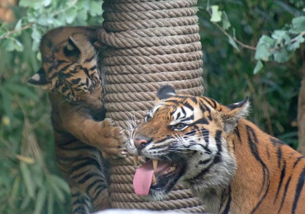 Tiger cub at Krefeld Zoo in Germany, in the state of North Rhine-Westphalia (NRW) on the Lower Rhine; Sumatran tiger Mau in her enclosure with her 3-month-old tiger cub at Krefeld Zoo