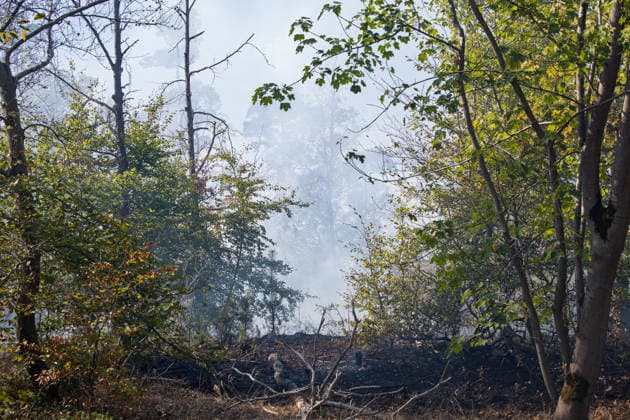 Forest Fire Covers About 12,600 Square Meters; Presence of Ammunition Complicates Firefighting Ef