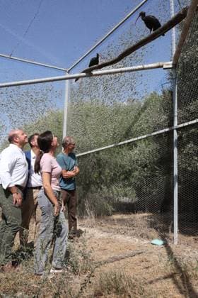 Andalusia Receives 15 Northern Bald Ibis from Germany The Regional Minister of Sustainability and the Environment for the Regional Government of Andalusia, Fina Martínez, attended the ceremony in Barbate, Cádiz, to welcome 15 northern bald ibises (Geronticus eremita) from Germany. October 2, 2026, in Barbate, Cádiz, Andalusia, Spain. OCTOBER 2, 2026, Barbate, Cádiz, Andalusia, Spain Barbate, Cádiz, Andalusia, Spain Spain Copyright: xNachoxFradex 7815319