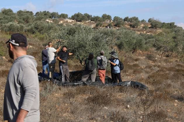 Israeli Settlers And Forces Attacked Palestinian Farmers During Olive Harvest In Beita BEITA, NABLUS, PALESTINE OCTOBER 2, 2026: Israeli settlers and Israeli forces attacked Palestinian farmers while they were picking olives in the Jabal Al-Arma area, east of Beita, south of Nablus. Settlers fired live ammunition toward the farmers, with no injuries reported. According to the Palestinian Red Crescent Society, Israeli forces also beat a 46-year-old Palestinian farmer during raids on olive farms in Beita. Witnesses told Anadolu that Israeli forces fired stun grenades and tear gas at farmers in the Jabal Al-Arma area, forcing them to leave. The olive harvest begins in early October and continues through the end of November, making it an im Copyright: x xSalmanxMohsenxAlkhatibx xJNAxPressx