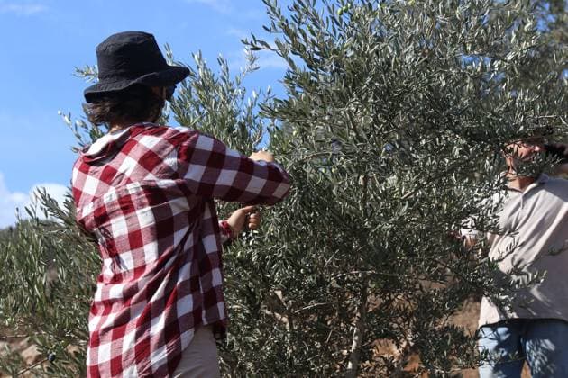 October 2, 2026, Nablus, Palestine, State of: BEITA, NABLUS, PALESTINE Ã¢â‚¬ OCTOBER 2, 2026: Israeli settlers and Israeli forces attacked Palestinian farmers while they were picking olives in the Jabal Al-Arma area, east of Beita, south of Nablus. Settlers fired live ammunition toward the farmers, with no injuries reported. According to the Palestinian Red Crescent Society, Israeli forces also beat a 46-year-old Palestinian farmer during raids on olive farms in Beita. Witnesses told Anadolu that Israeli forces fired stun grenades and tear gas at farmers in the Jabal Al-Arma area, forcing them to leave. The olive harvest begins in early October and continues through the end of November, making it an important agricultural and economic se - ZUMAq101 20261002_zna_q101_066 Copyright: xSalmanxMohsenxAlkhatibx