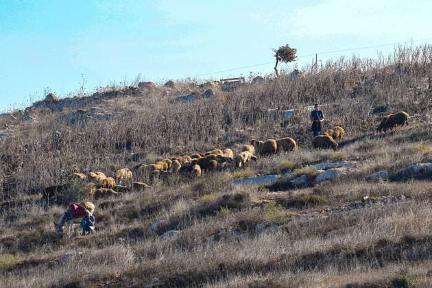 October 2, 2026, Nablus, Palestine, State of: BEITA, NABLUS, PALESTINE Ã¢â‚¬ OCTOBER 2, 2026: Israeli settlers and Israeli forces attacked Palestinian farmers while they were picking olives in the Jabal Al-Arma area, east of Beita, south of Nablus. Settlers fired live ammunition toward the farmers, with no injuries reported. According to the Palestinian Red Crescent Society, Israeli forces also beat a 46-year-old Palestinian farmer during raids on olive farms in Beita. Witnesses told Anadolu that Israeli forces fired stun grenades and tear gas at farmers in the Jabal Al-Arma area, forcing them to leave. The olive harvest begins in early October and continues through the end of November, making it an important agricultural and economic se - ZUMAq101 20261002_zna_q101_057 Copyright: xSalmanxMohsenxAlkhatibx