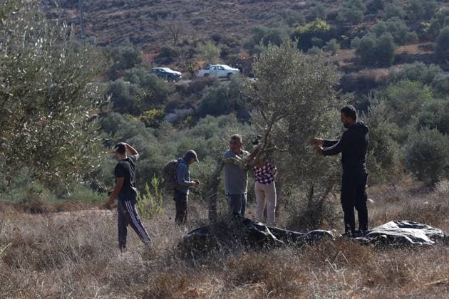 October 2, 2026, Nablus, Palestine, State of: BEITA, NABLUS, PALESTINE Ã¢â‚¬ OCTOBER 2, 2026: Israeli settlers and Israeli forces attacked Palestinian farmers while they were picking olives in the Jabal Al-Arma area, east of Beita, south of Nablus. Settlers fired live ammunition toward the farmers, with no injuries reported. According to the Palestinian Red Crescent Society, Israeli forces also beat a 46-year-old Palestinian farmer during raids on olive farms in Beita. Witnesses told Anadolu that Israeli forces fired stun grenades and tear gas at farmers in the Jabal Al-Arma area, forcing them to leave. The olive harvest begins in early October and continues through the end of November, making it an important agricultural and economic se - ZUMAq101 20261002_zna_q101_099 Copyright: xSalmanxMohsenxAlkhatibx