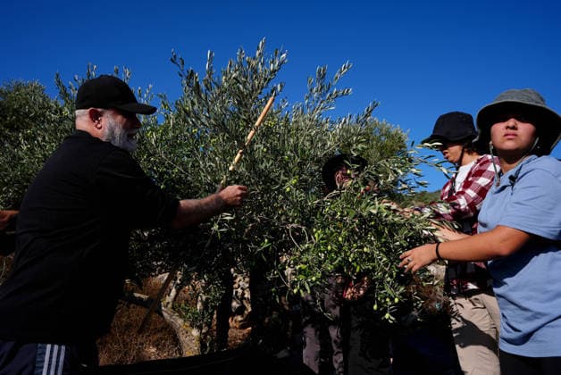 Israeli forces injure Palestinian farmer during raids on olive farms NABLUS, WEST BANK, PALESTINE - OCTOBER 2: Palestinian farmers, supported by local and international solidarity activists, harvest olives in agricultural groves in the town of Beita, before the Israeli settlers, under the protection of Israeli forces, intervene against an olive-picking event organized by Palestinians and a group of activists in Nablus, West Bank, Palestine on October 02, 2026. Israeli settlers beat the 46-year-old Palestinian man in the town of Beita, south of Nablus, according to the Palestinian Red Crescent Society. Witnesses told Anadolu that a group of Israeli settlers fired stun grenades and tear gas at farmers in the Jabal al-Arma area, forcing them t  Copyright: x2026xAnadoluxIssamxRimawix