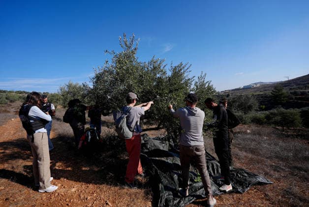 Israeli forces injure Palestinian farmer during raids on olive farms NABLUS, WEST BANK, PALESTINE - OCTOBER 2: Palestinian farmers, supported by local and international solidarity activists, harvest olives in agricultural groves in the town of Beita, before the Israeli settlers, under the protection of Israeli forces, intervene against an olive-picking event organized by Palestinians and a group of activists in Nablus, West Bank, Palestine on October 02, 2026. Israeli settlers beat the 46-year-old Palestinian man in the town of Beita, south of Nablus, according to the Palestinian Red Crescent Society. Witnesses told Anadolu that a group of Israeli settlers fired stun grenades and tear gas at farmers in the Jabal al-Arma area, forcing them t  Copyright: x2026xAnadoluxIssamxRimawix