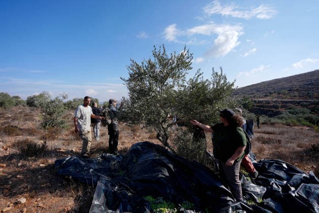 Israeli forces injure Palestinian farmer during raids on olive farms NABLUS, WEST BANK, PALESTINE - OCTOBER 2: Palestinian farmers, supported by local and international solidarity activists, harvest olives in agricultural groves in the town of Beita, before the Israeli settlers, under the protection of Israeli forces, intervene against an olive-picking event organized by Palestinians and a group of activists in Nablus, West Bank, Palestine on October 02, 2026. Israeli settlers beat the 46-year-old Palestinian man in the town of Beita, south of Nablus, according to the Palestinian Red Crescent Society. Witnesses told Anadolu that a group of Israeli settlers fired stun grenades and tear gas at farmers in the Jabal al-Arma area, forcing them t  Copyright: x2026xAnadoluxIssamxRimawix