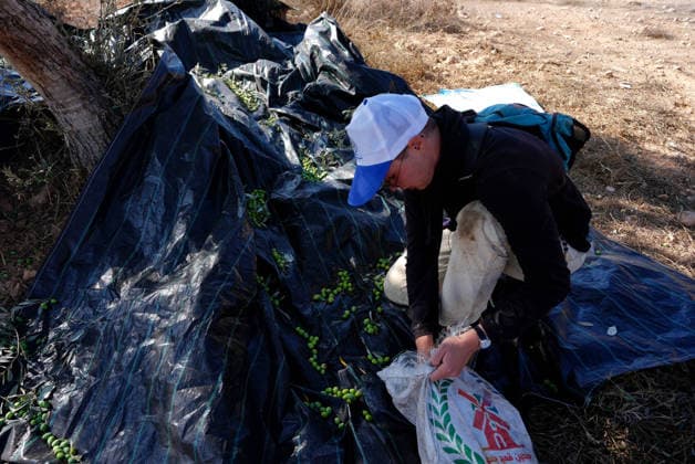 Israeli forces injure Palestinian farmer during raids on olive farms NABLUS, WEST BANK, PALESTINE - OCTOBER 2: Israeli military forces and settlers intervene against Palestinian farmers and international activists harvesting olives in the town of Beita, in Nablus, West Bank, Palestine on October 02, 2026. Israeli settlers beat the 46-year-old Palestinian man in the town of Beita, according to the Palestinian Red Crescent Society. Witnesses told Anadolu that a group of Israeli settlers fired stun grenades and tear gas at farmers in the Jabal al-Arma area, forcing them to leave. Issam Rimawi Anadolu Nablus West Bank. Editorial use only. Please get in touch for any other usage.  Copyright: x2026xAnadoluxIssamxRimawix