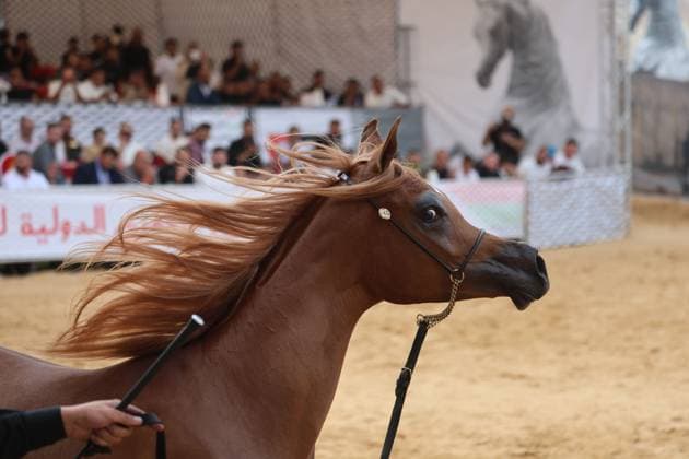 October 2, 2026, Hebron, Palestine, State of: HEBRON, OCCUPIED WEST BANK, OCTOBER 2, 2026: Palestinian riders and horse breeders take part in a three-day Arabian horse beauty show in Hebron, featuring around 300 purebred Arabian horses. Participants from across the West Bank, Jerusalem and Palestinian communities inside Israel gathered for the event, which showcases the characteristics and bloodlines of Arabian horses and promotes horse breeding and equestrian competitions. Organizers and participants hope the event will help develop the Arabian horse show scene in Palestine and create opportunities for riders and breeders to participate in international competitions. Hebron Palestine, State of - ZUMAq101 20261002_zna_q101_207 Copyright: xMosabxShawerx