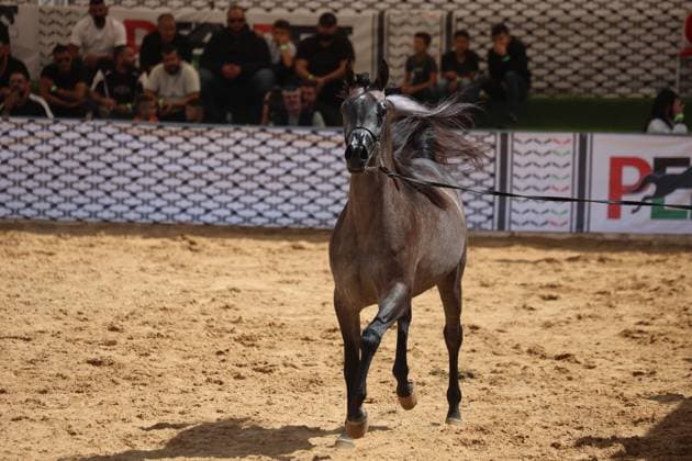 October 2, 2026, Hebron, Palestine, State of: HEBRON, OCCUPIED WEST BANK, OCTOBER 2, 2026: Palestinian riders and horse breeders take part in a three-day Arabian horse beauty show in Hebron, featuring around 300 purebred Arabian horses. Participants from across the West Bank, Jerusalem and Palestinian communities inside Israel gathered for the event, which showcases the characteristics and bloodlines of Arabian horses and promotes horse breeding and equestrian competitions. Organizers and participants hope the event will help develop the Arabian horse show scene in Palestine and create opportunities for riders and breeders to participate in international competitions. Hebron Palestine, State of - ZUMAq101 20261002_zna_q101_201 Copyright: xMosabxShawerx