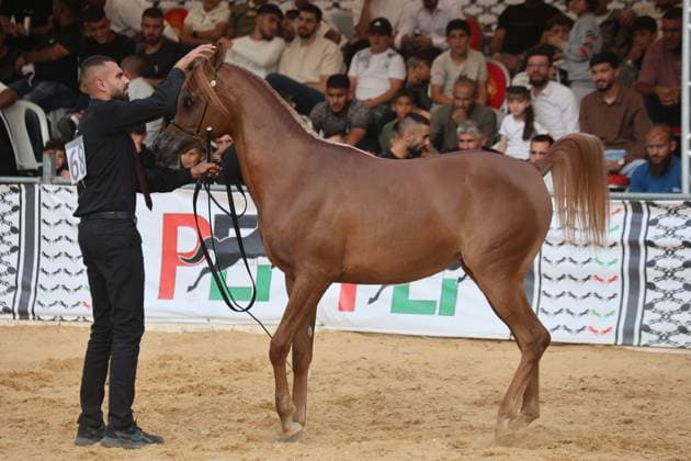 October 2, 2026, Hebron, Palestine, State of: HEBRON, OCCUPIED WEST BANK, OCTOBER 2, 2026: Palestinian riders and horse breeders take part in a three-day Arabian horse beauty show in Hebron, featuring around 300 purebred Arabian horses. Participants from across the West Bank, Jerusalem and Palestinian communities inside Israel gathered for the event, which showcases the characteristics and bloodlines of Arabian horses and promotes horse breeding and equestrian competitions. Organizers and participants hope the event will help develop the Arabian horse show scene in Palestine and create opportunities for riders and breeders to participate in international competitions. Hebron Palestine, State of - ZUMAq101 20261002_zna_q101_197 Copyright: xMosabxShawerx
